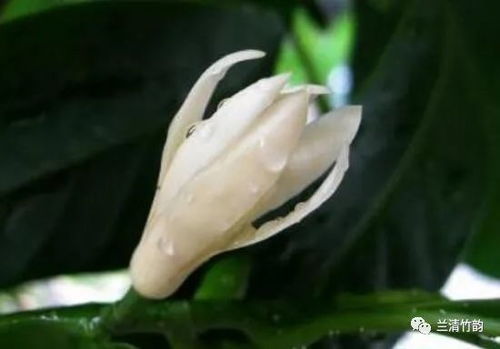 白蘭花怎么養(yǎng)白蘭花的養(yǎng)殖方法和注意事項(xiàng)