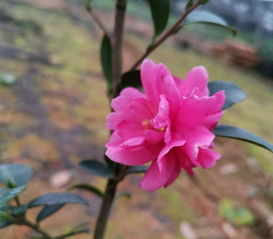 紅掌家庭養(yǎng)殖方法及注意事項(xiàng),茶梅的養(yǎng)殖方法和注意事項(xiàng),家庭金桔樹的養(yǎng)殖方法和注意事項(xiàng)