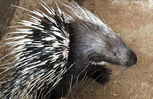 熱帶魚(yú)產(chǎn)子注意事項(xiàng),狗產(chǎn)子注意事項(xiàng),鳳尾魚(yú)產(chǎn)子注意事項(xiàng)