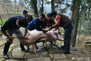 東北殺豬需要注意事項