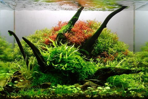 水草轉(zhuǎn)水注意事項(xiàng),種水草注意事項(xiàng),水草粘貼注意事項(xiàng)