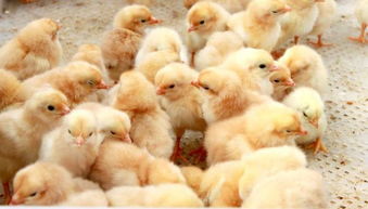 飼養(yǎng),注意事項(xiàng),方法,麗紋攀晰