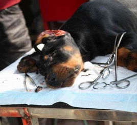 卡斯羅修耳后注意事項(xiàng)