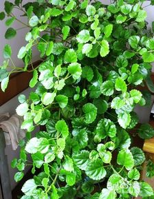 常春藤,養(yǎng)殖,注意事項,方法
