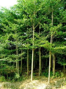 小葉欖仁移栽的注意事項(xiàng),小葉欖仁怎樣移植成活高,小葉欖仁移植要怎么做成活率才會比較高