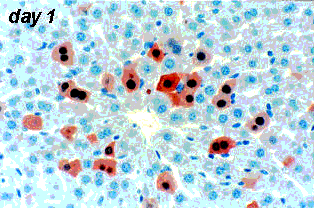 轉(zhuǎn)染,注意事項,病毒