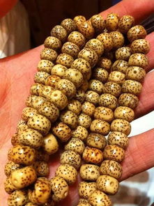 星月菩提盤玩注意事項,星月菩提手串注意事項,星月菩提的盤玩方法和注意事項