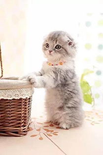 注意事項(xiàng),飲食,折耳貓