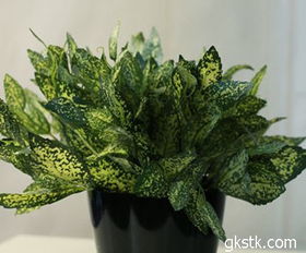 養(yǎng)殖,注意事項,方法,綠寶木