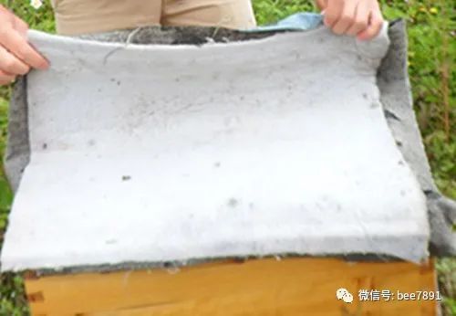 新手養(yǎng)蜂注意事項(xiàng),陽臺(tái)養(yǎng)蜂注意事項(xiàng),塑料桶養(yǎng)蜂注意事項(xiàng)