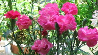 康乃馨的種植方法和注意事項