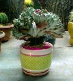 花麒麟怎么養(yǎng)殖方法和注意事項(xiàng)