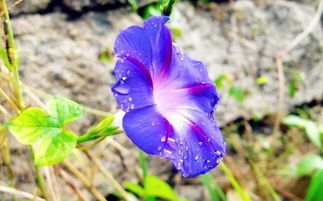 重瓣矮牽?；ǖ酿B(yǎng)殖方法和注意事項,矮腳牽?；ǖ酿B(yǎng)殖方法和注意事項,進(jìn)口矮牽牛花的養(yǎng)殖方法和注意事項