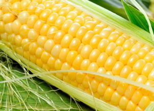 東北玉米夏天注意事項(xiàng)