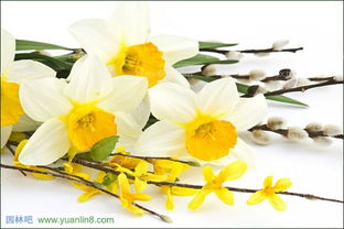 水仙,養(yǎng)殖,注意事項,方法