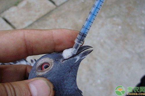 疫苗,鴿子,注意事項(xiàng)