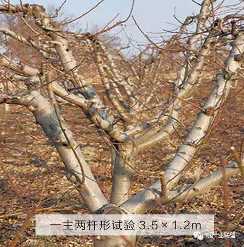 桃樹(shù),注意事項(xiàng),冬季