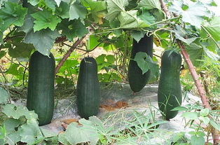 bei62f種植冬瓜的注意事項(xiàng)