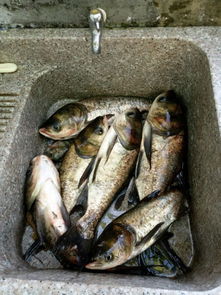 注意事項(xiàng),彩裙魚