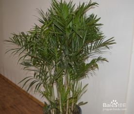 夏威夷竹子繁殖方法和注意事項(xiàng)