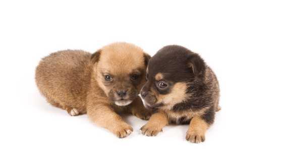 養(yǎng)小狗的注意事項(xiàng),小狗到家注意事項(xiàng),小狗打預(yù)防針注意事項(xiàng)