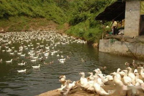 魚(yú)塘,開(kāi)挖,注意事項(xiàng)