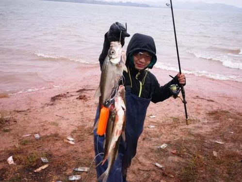 魚池放魚注意事項(xiàng),春季放魚注意事項(xiàng),放闖缸魚注意事項(xiàng)