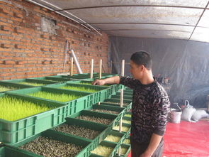 水培豆芽注意事項(xiàng)