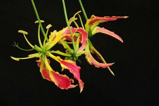 有什么,養(yǎng)雞,注意事項(xiàng),室內(nèi)