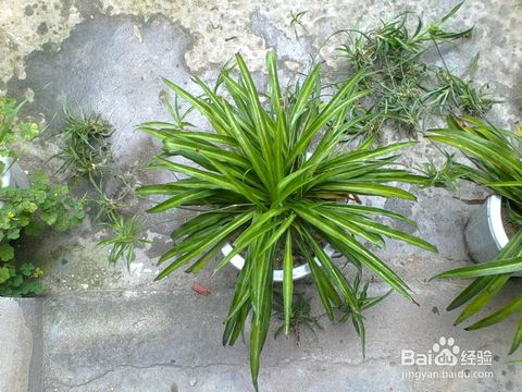 吊蘭,養(yǎng)殖,注意事項