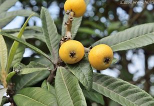 枇杷,樹(shù)種,注意事項(xiàng)