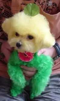 寵物染色注意事項