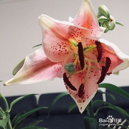 百合花移栽注意事項(xiàng),百合花的養(yǎng)殖方法和注意事項(xiàng),百合花種植方法和注意事項(xiàng)