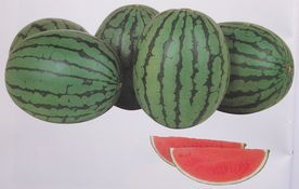 西瓜,注意事項(xiàng),批發(fā)