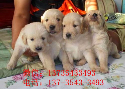 買狗的注意事項(xiàng),新手買狗注意事項(xiàng),初次買狗注意事項(xiàng)