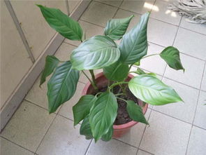 金邊萬(wàn)年青的養(yǎng)殖方法和注意事項(xiàng)中華水培,彩葉萬(wàn)年青的養(yǎng)殖方法和注意事項(xiàng),中華萬(wàn)年青的養(yǎng)殖方法和注意事項(xiàng)