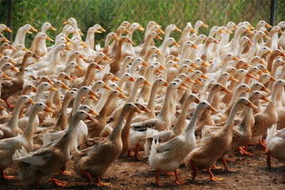 魚塘養(yǎng)殖蛋鴨注意事項(xiàng)