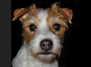 孕期養(yǎng)狗狗注意事項