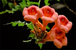 凌霄花,移栽,注意事項(xiàng)