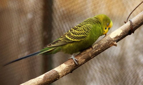 孵化,鸚鵡,注意事項(xiàng)