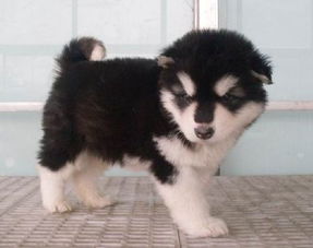 阿拉斯加,分娩,注意事項(xiàng)