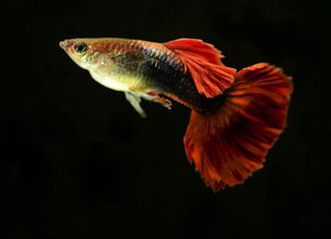 孔雀魚繁殖注意事項,孔雀魚飼養(yǎng)注意事項,新手養(yǎng)孔雀魚注意事項