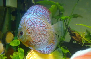 神仙魚養(yǎng)殖注意事項,神仙魚雕刻注意事項,神仙魚的養(yǎng)殖方法和注意事項