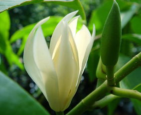 養(yǎng)殖,注意事項(xiàng),方法,白蘭花