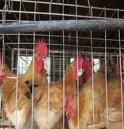 夏天飼養(yǎng)雞注意事項(xiàng)