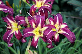 裱百合花注意事項(xiàng)