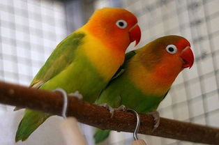 紅牡丹鸚鵡飼養(yǎng)注意事項