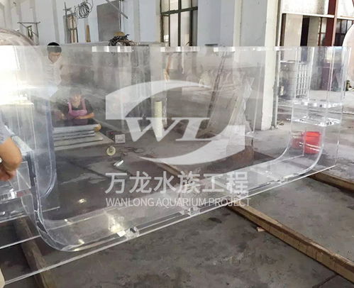 定做龍魚缸注意事項