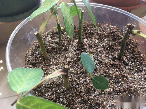 扦插,注意事項(xiàng),佛座蓮