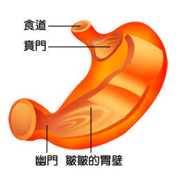 手術(shù)后,注意事項,賁門癌